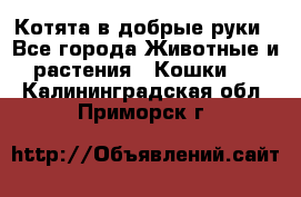 Котята в добрые руки - Все города Животные и растения » Кошки   . Калининградская обл.,Приморск г.